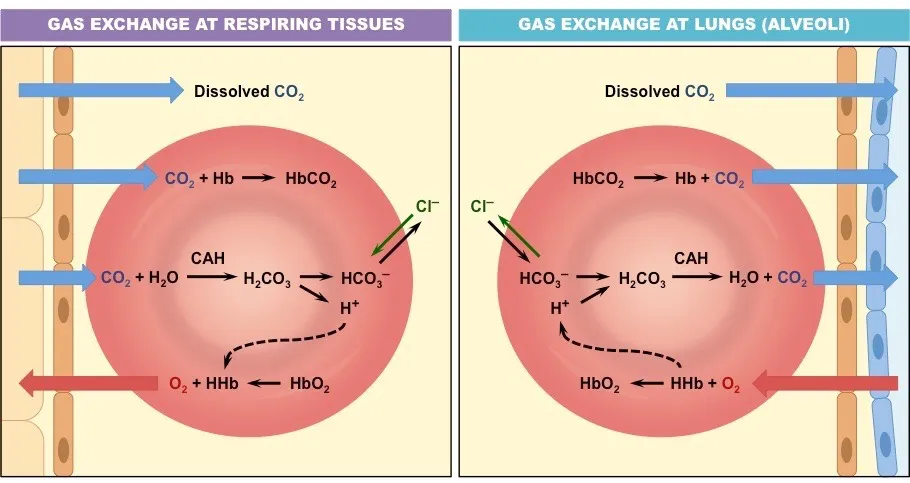 Transport of CO2